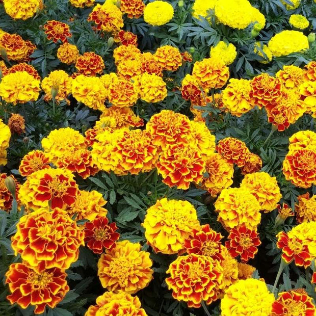 Marigold Bonanza Bee Seeds