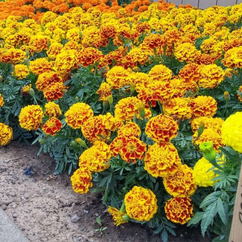 Marigold Bonanza Bee Seeds