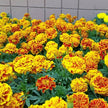 Marigold Bonanza Bee Seeds