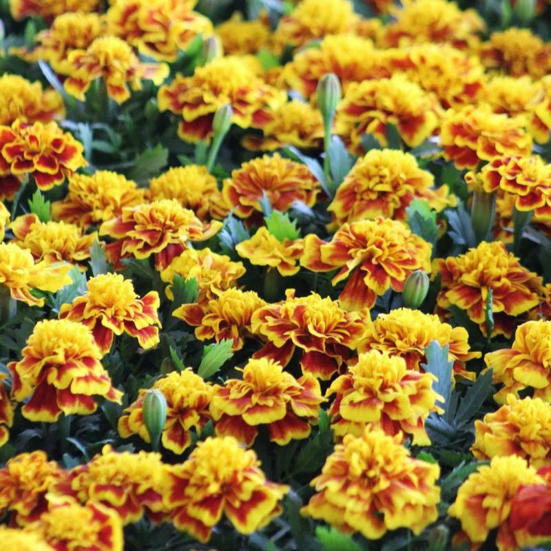 Marigold Bonanza Bee Seeds