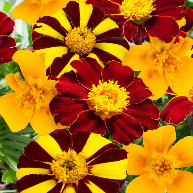 Pots of Gold Marigold Seeds