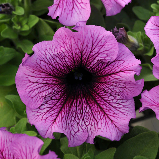 Petunia Daddy Sugar Seeds