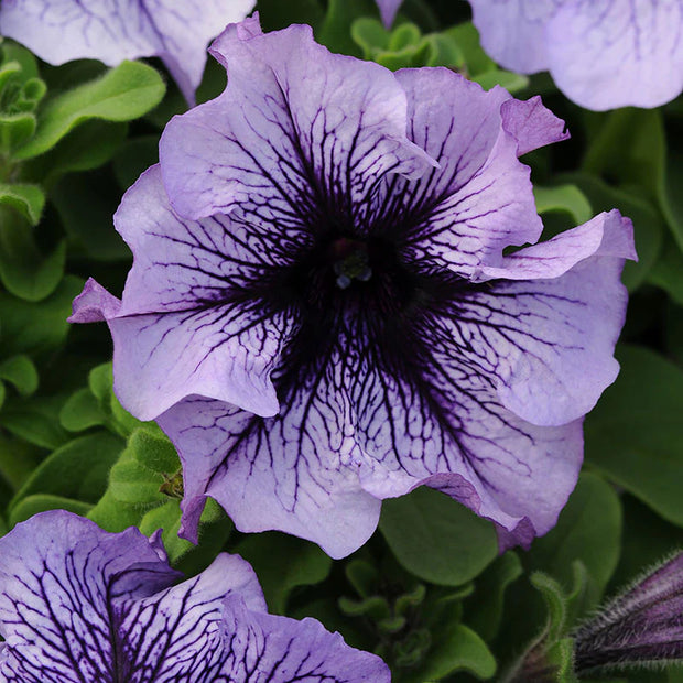 Petunia Daddy Blue Seeds