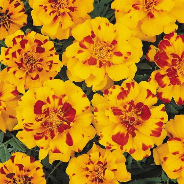 Heirloom Marigold Durango Bolero Marigold Seeds