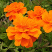 Heirloom Flower French Marigold Seed Durango Mix Flower Seeds