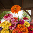 Zinnia Magnificent Mixture Seeds