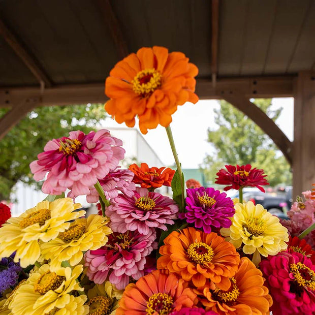 Zinnia Magnificent Mixture Seeds
