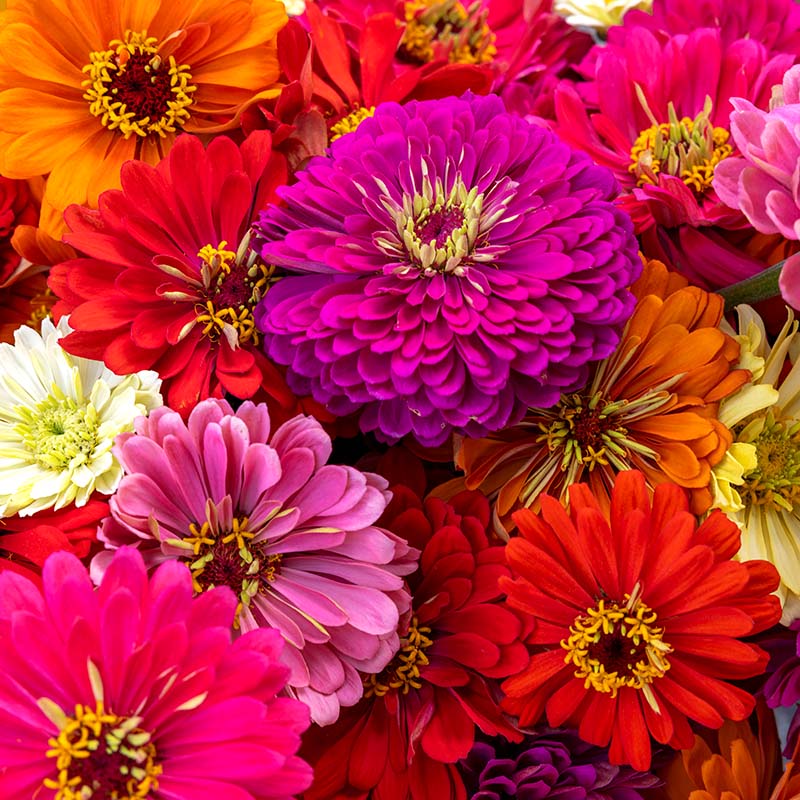 Zinnia Magnificent Mixture Seeds