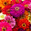 Zinnia Magnificent Mixture Seeds