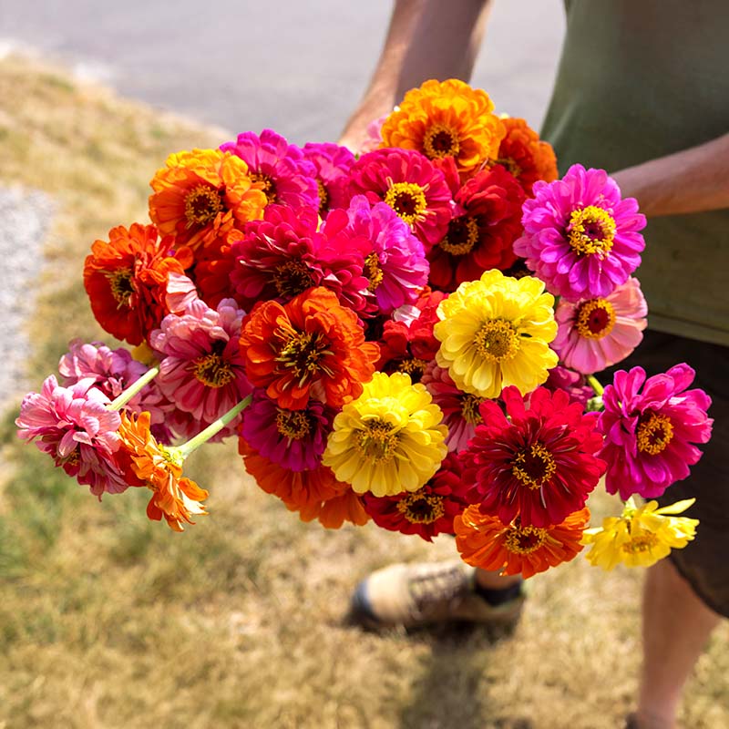 Zinnia Magnificent Mixture Seeds