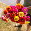 Zinnia Magnificent Mixture Seeds