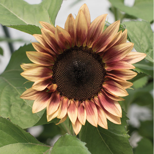 ProCut Plum Sunflower Seeds