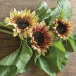ProCut Plum Sunflower Seeds
