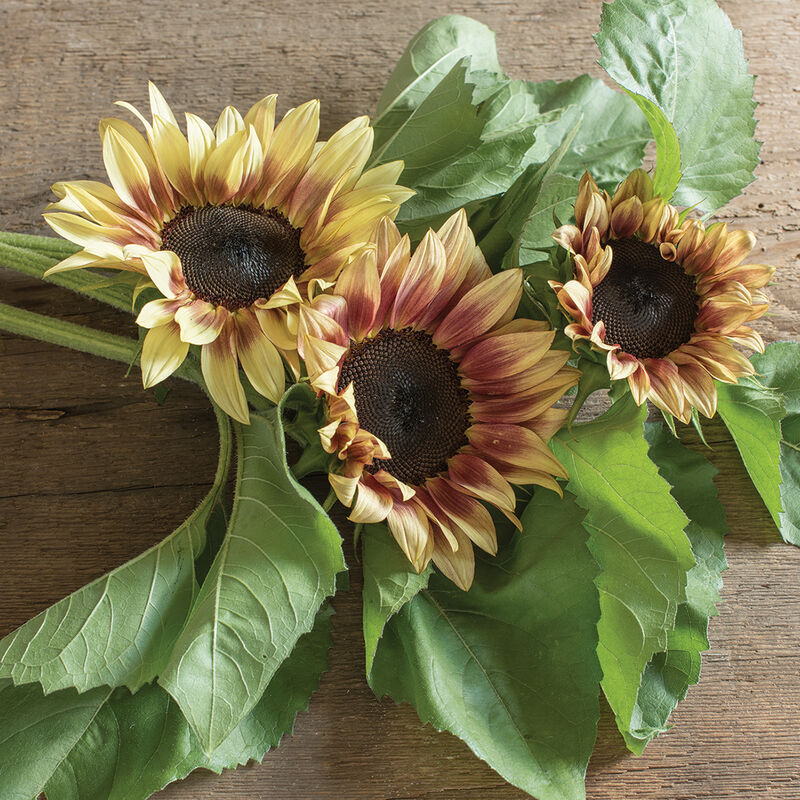 ProCut Plum Sunflower Seeds