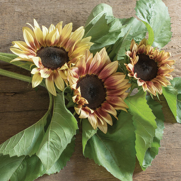 ProCut Plum Sunflower Seeds