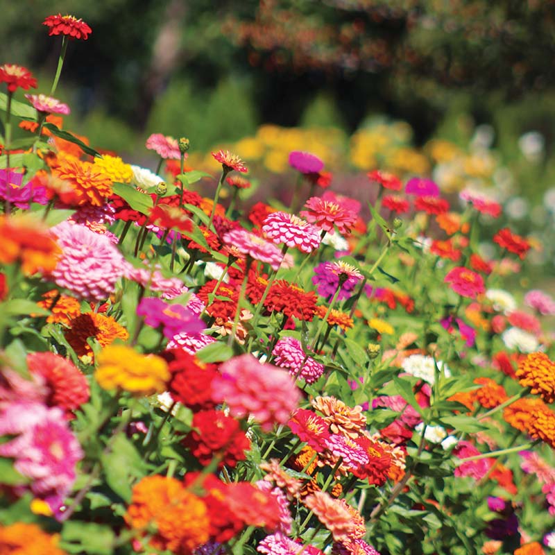 Benary's Giant Mix Zinnia Seeds  Benary's Giant Zinnia Mix Seed