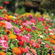 Benary's Giant Mix Zinnia Seeds  Benary's Giant Zinnia Mix Seed