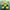 Benary's Giant Mix Zinnia Seeds  Benary's Giant Zinnia Mix Seed