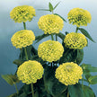 Benary's Giant Mix Zinnia Seeds  Benary's Giant Zinnia Mix Seed