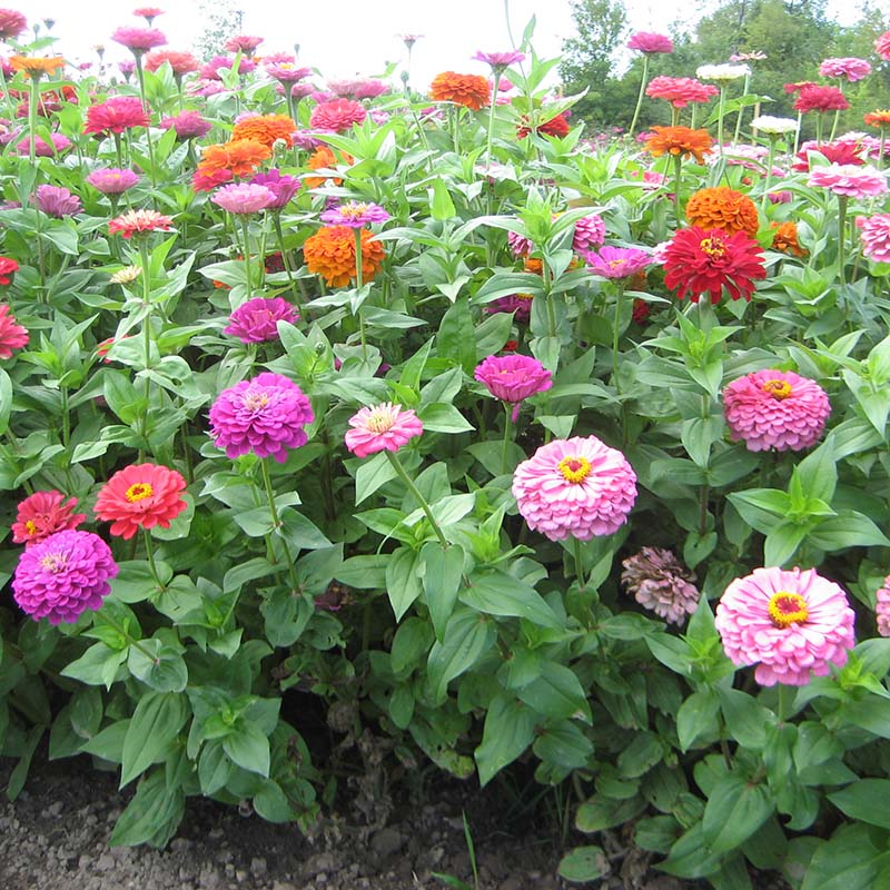 Benary's Giant Mix Zinnia Seeds  Benary's Giant Zinnia Mix Seed