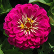 Benary's Giant Mix Zinnia Seeds  Benary's Giant Zinnia Mix Seed