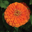 Benary's Giant Mix Zinnia Seeds  Benary's Giant Zinnia Mix Seed