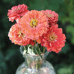 Benary's Giant Mix Zinnia Seeds  Benary's Giant Zinnia Mix Seed