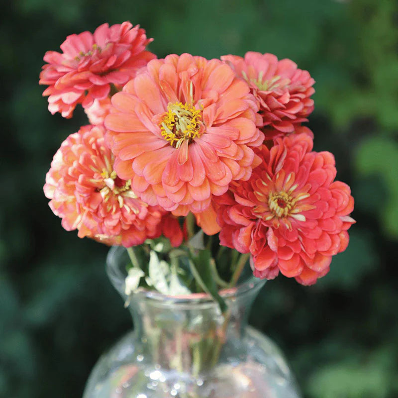 Benary's Giant Mix Zinnia Seeds  Benary's Giant Zinnia Mix Seed