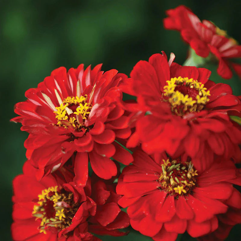 Benary's Giant Mix Zinnia Seeds  Benary's Giant Zinnia Mix Seed