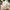 Benary's Giant Mix Zinnia Seeds  Benary's Giant Zinnia Mix Seed