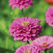 Benary's Giant Mix Zinnia Seeds  Benary's Giant Zinnia Mix Seed