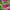 Benary's Giant Mix Zinnia Seeds  Benary's Giant Zinnia Mix Seed