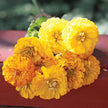Benary's Giant Mix Zinnia Seeds  Benary's Giant Zinnia Mix Seed