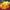 Benary's Giant Mix Zinnia Seeds  Benary's Giant Zinnia Mix Seed