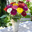 Benary's Giant Mix Zinnia Seeds  Benary's Giant Zinnia Mix Seed
