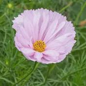 Cupcakes Blush Cosmos Seed