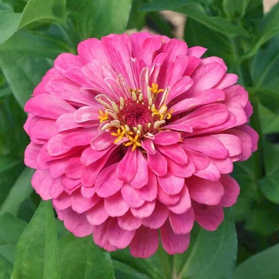 Confetti Zinnia Mix Seeds