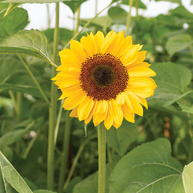 ProCut Horizon Sunflower Seeds
