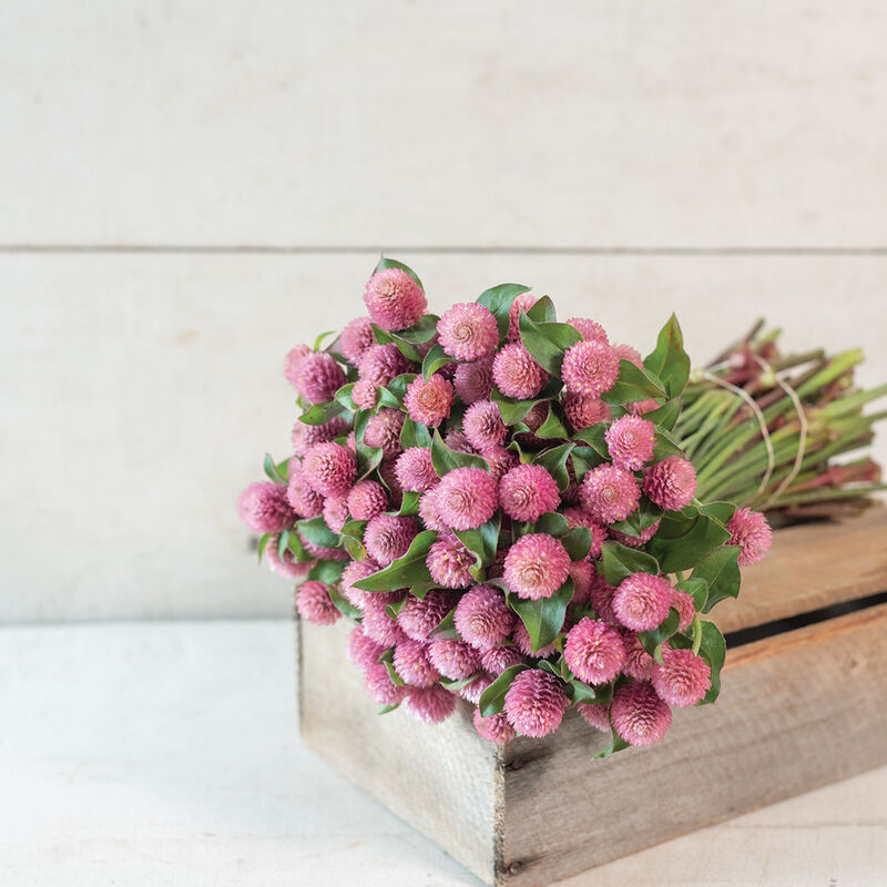 Raspberry Cream Gomphrena Seed