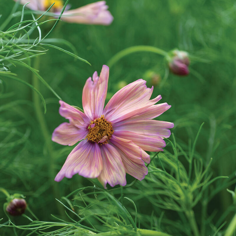 Apricotta Cosmos Seed
