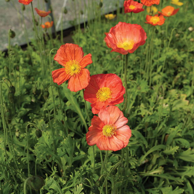 Champagne Bubbles Pink Iceland Poppy Seed