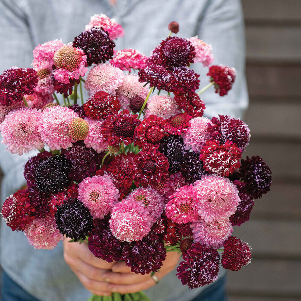Triple Berry Mix Scabiosa Seed