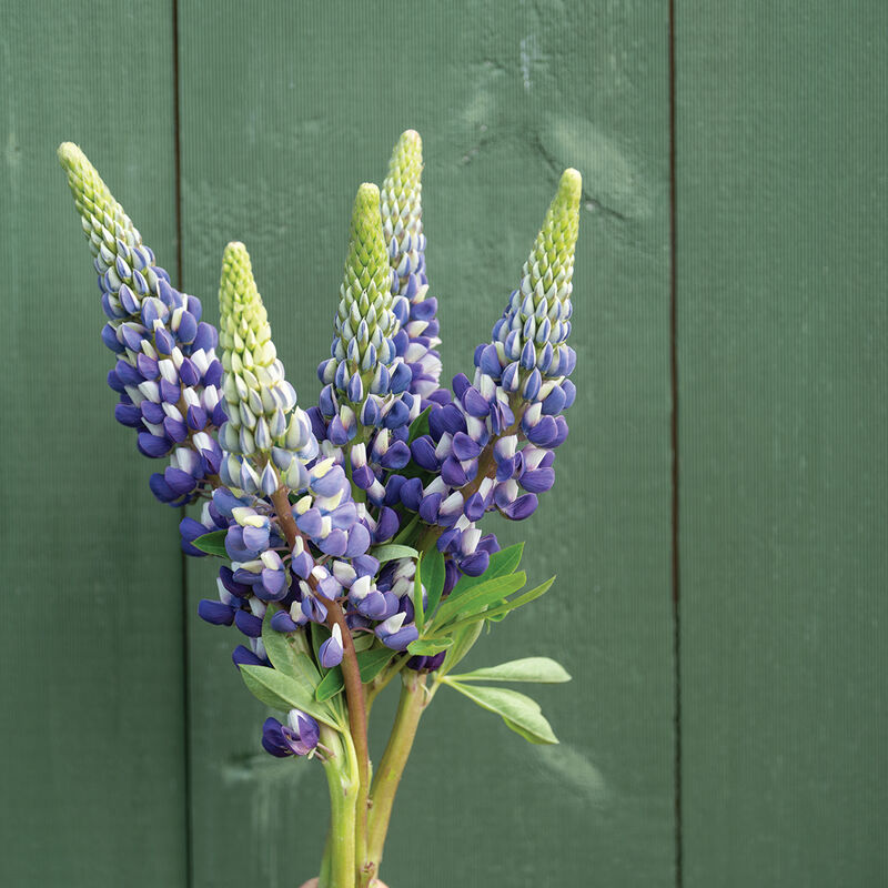 The Governor Lupine Seed