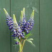 The Governor Lupine Seed