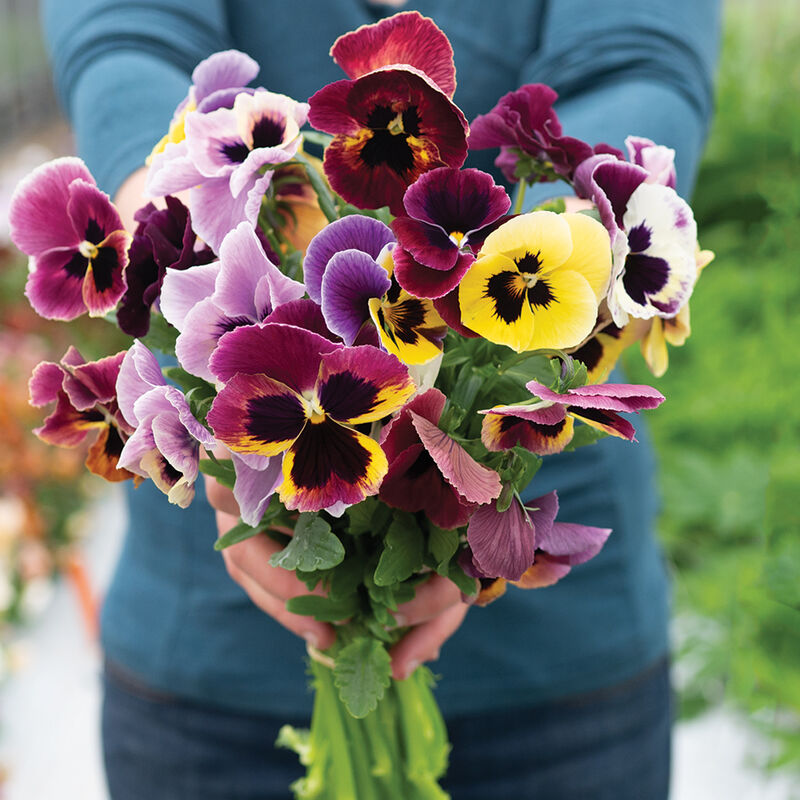 Aalsmeer King Size Mix Viola Seed