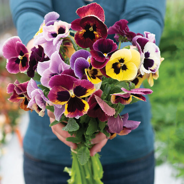 Aalsmeer King Size Mix Viola Seed