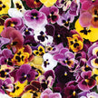 Aalsmeer King Size Mix Viola Seed