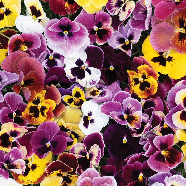 Aalsmeer King Size Mix Viola Seed