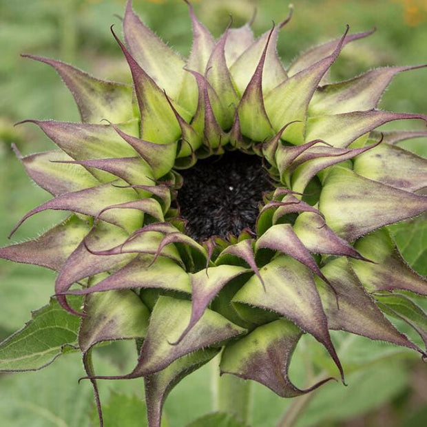 Sunflower Seeds SunFill Purple Sunflower Seed