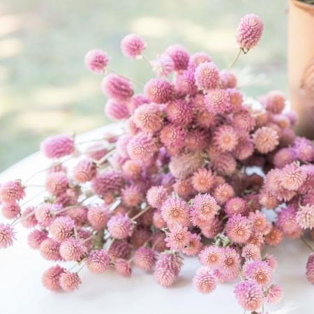 QIS  Pink Gomphrena Seed